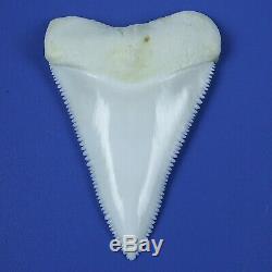 2.283'' Modern Principle Great White Shark Tooth Megalodon Sharks Movie Fan GT95