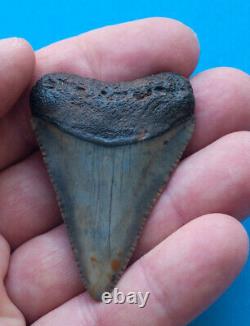 2.2 inch fossil great white shark tooth teeth from the Megalodon era