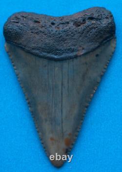2.2 inch fossil great white shark tooth teeth from the Megalodon era