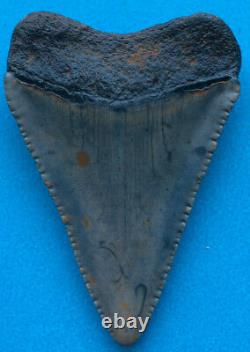 2.2 inch fossil great white shark tooth teeth from the Megalodon era