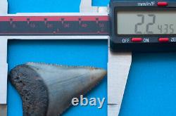 2.2 inch fossil great white shark tooth teeth from the Megalodon era