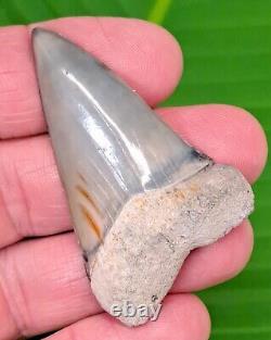 2.35 MAKO SHARK TOOTH from Aurora Lee Creek XL Size RARE Location