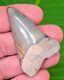 2.35 Mako Shark Tooth From Aurora Lee Creek Xl Size Rare Location