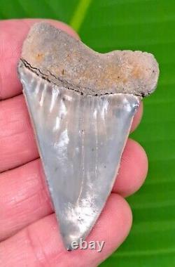 2.35 MAKO SHARK TOOTH from Aurora Lee Creek XL Size RARE Location