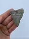 2.36 Great White Megalodon Shark Tooth Extinct Fossil Teeth
