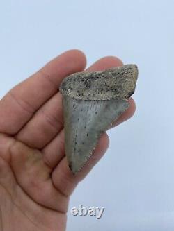 2.36 Great White megalodon shark tooth extinct fossil teeth