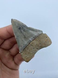 2.36 Great White megalodon shark tooth extinct fossil teeth