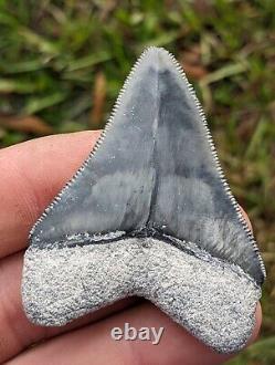 2.39 Bone Valley Megalodon Shark Tooth. #55