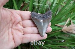 2 3/4 Megalodon Shark Fossil Tooth Southwest Florida