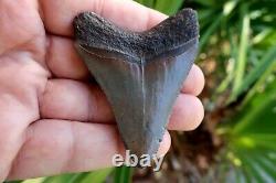 2 3/4 Megalodon Shark Fossil Tooth Southwest Florida