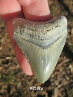 2-3/8 Inch MEGALODON SHARK Tooth Fossil Teeth FLORIDA BONE VALLEY BV