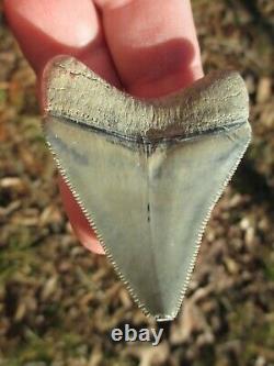 2-3/8 Inch MEGALODON SHARK Tooth Fossil Teeth FLORIDA BONE VALLEY BV