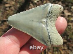 2-3/8 Inch MEGALODON SHARK Tooth Fossil Teeth FLORIDA BONE VALLEY BV