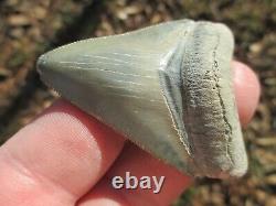 2-3/8 Inch MEGALODON SHARK Tooth Fossil Teeth FLORIDA BONE VALLEY BV