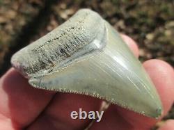 2-3/8 Inch MEGALODON SHARK Tooth Fossil Teeth FLORIDA BONE VALLEY BV