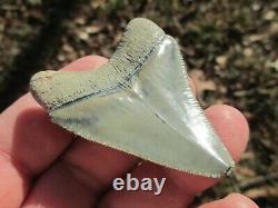 2-3/8 Inch MEGALODON SHARK Tooth Fossil Teeth FLORIDA BONE VALLEY BV