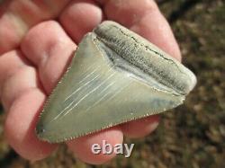 2-3/8 Inch MEGALODON SHARK Tooth Fossil Teeth FLORIDA BONE VALLEY BV