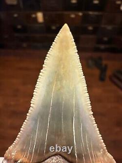 2.3 PERUVIAN CHUBUTENSIS Shark Tooth FOSSIL Megalodon Era PERU RARE