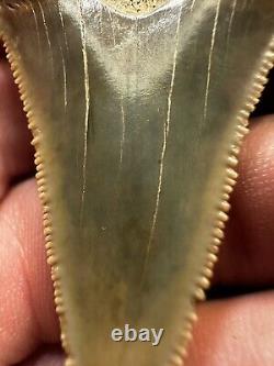 2.3 PERUVIAN CHUBUTENSIS Shark Tooth FOSSIL Megalodon Era PERU RARE