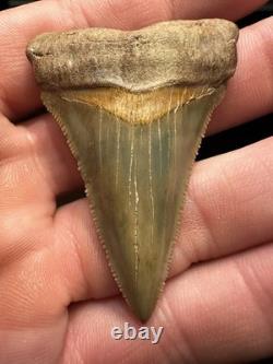 2.3 Peruvian Chubutemess Shark Tooth Fossil Megalodon Era PERU Rare