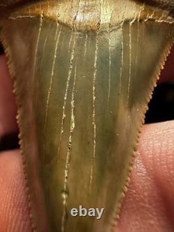 2.3 Peruvian Chubutemess Shark Tooth Fossil Megalodon Era PERU Rare