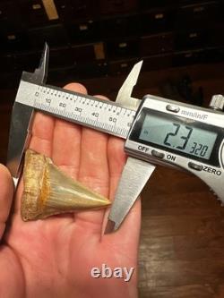 2.3 Peruvian Chubutemess Shark Tooth Fossil Megalodon Era PERU Rare