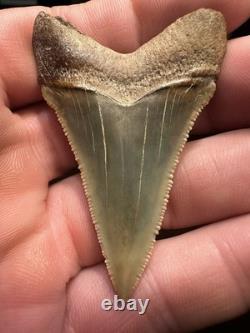 2.3 Peruvian Chubutemess Shark Tooth Fossil Megalodon Era PERU Rare