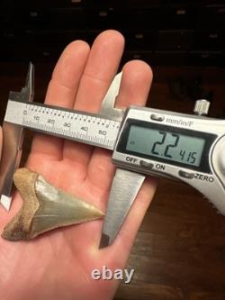 2.3 Peruvian Chubutemess Shark Tooth Fossil Megalodon Era PERU Rare