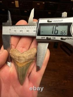 2.3 Peruvian Chubutemess Shark Tooth Fossil Megalodon Era PERU Rare