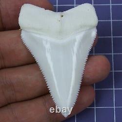 2.413'' Huge Modern Principle Great White Shark Tooth Megalodon Movie Fan HT29