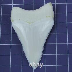 2.413'' Huge Modern Principle Great White Shark Tooth Megalodon Movie Fan HT29