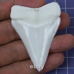 2.433'' Huge Modern Principle Great White Shark Tooth Megalodon Movie Fan HT28