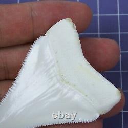 2.433'' Huge Modern Principle Great White Shark Tooth Megalodon Movie Fan HT28