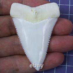 2.444'' Huge Modern Upper Great White Shark Tooth Megalodon Movie Fan HT54