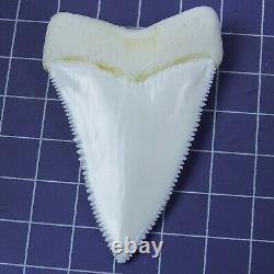 2.444'' Huge Modern Upper Great White Shark Tooth Megalodon Movie Fan HT54