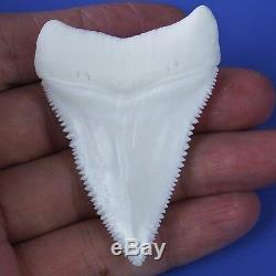 2.448'' Huge Modern Principle Great White Shark Tooth Megalodon Movie Fan GT78