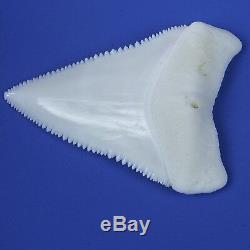 2.448'' Huge Modern Principle Great White Shark Tooth Megalodon Movie Fan GT78