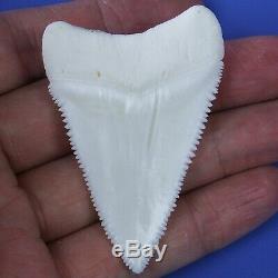 2.503'' Huge Modern Principle Great White Shark Tooth Megalodon Movie Fan GT77