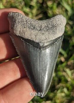 2.52 Bone Valley Megalodon Shark Tooth. #074