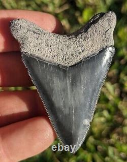2.52 Bone Valley Megalodon Shark Tooth. #074