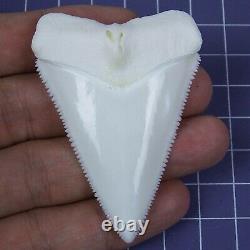 2.535'' Megalodon Huge Principle Great White Shark Tooth Movie Fan HT58