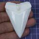2.535'' Megalodon Huge Principle Great White Shark Tooth Movie Fan Ht58