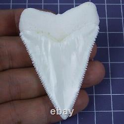 2.535'' Megalodon Huge Principle Great White Shark Tooth Movie Fan HT58