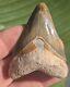 2.54 Bone Valley Megalodon Shark Tooth. Insane Color! #11