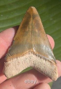2.54 Bone Valley Megalodon Shark Tooth. Insane Color! #11