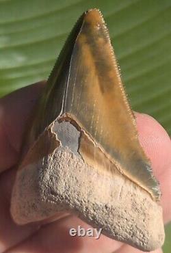 2.54 Bone Valley Megalodon Shark Tooth. Insane Color! #11
