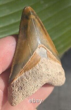 2.54 Bone Valley Megalodon Shark Tooth. Insane Color! #11