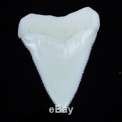 2.562'' Huge Modern Principle Great White Shark Tooth Megalodon Movie Fan HT05