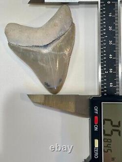 2.58 Bone Valley Megalodon Shark Tooth NATURAL