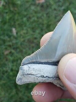 2.58 Lee Creek Aurora Chubutensis Megalodon Shark Tooth